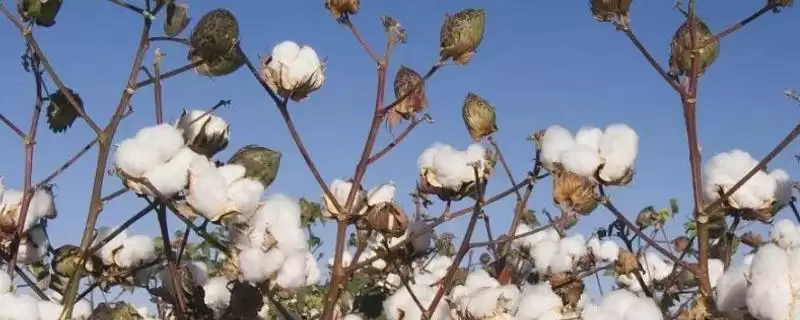 非转基因早熟常规品种惠远1401棉花种子特点-会东网