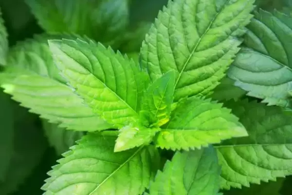 薄荷与猫薄荷有哪些方面的区别呢,薄荷与猫薄荷有什么区别插图3 薄荷与猫薄荷有哪些方面的区别呢,薄荷与猫薄荷有什么区别插图3