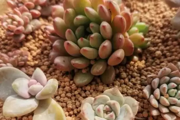 多肉植物的用土要求,多肉植物用土在配制上有何不同要求插图3 多肉植物的用土要求,多肉植物用土在配制上有何不同要求插图3