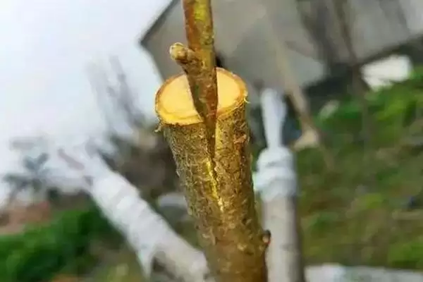 春季桃树嫁接的时间和方法是啥,春季桃树嫁接时间和方法插图3