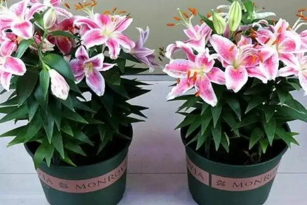 百合花基本介绍,百合花是怎样的常见观赏植物插图9