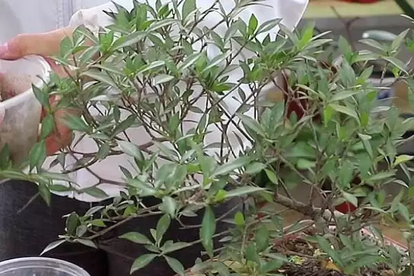 丁香花的植物基本介绍,丁香花是怎样的落叶灌木或小乔木插图2 丁香花的植物基本介绍,丁香花是怎样的落叶灌木或小乔木插图2