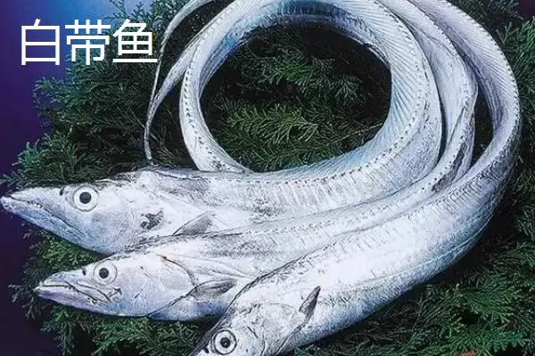 带鱼的所属鱼类类型介绍,带鱼是什么类型的鱼类及得名原因插图5 带鱼的所属鱼类类型介绍,带鱼是什么类型的鱼类及得名原因插图5