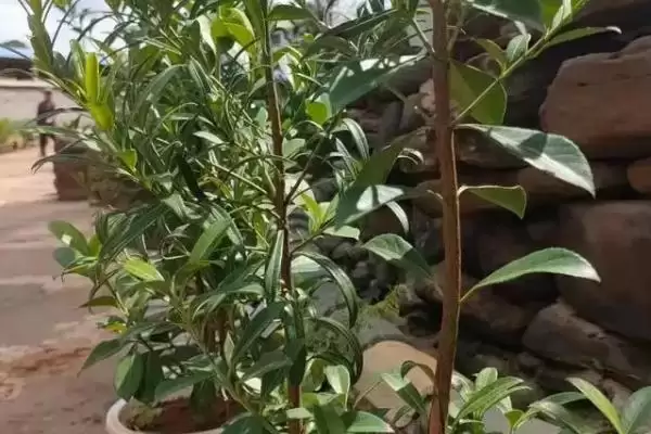 杜仲盆景的栽种方式,杜仲盆景的栽种方式有何温度要求插图1 杜仲盆景的栽种方式,杜仲盆景的栽种方式有何温度要求插图1