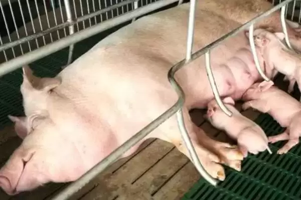 哺乳母猪摄食量少的原因是什么呢,哺乳母猪的摄食量为什么比较少插图3 哺乳母猪摄食量少的原因是什么呢,哺乳母猪的摄食量为什么比较少插图3