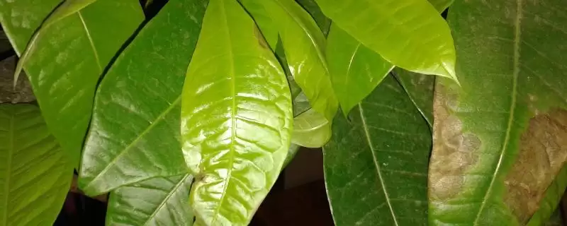 发财树叶斑病预防,发财树叶斑病的预防方式有哪些措施-会东网