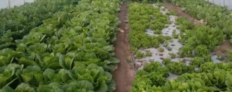 如何避免大棚蔬菜出现弱光症,大棚蔬菜弱光症的避免措施插图 如何避免大棚蔬菜出现弱光症,大棚蔬菜弱光症的避免措施插图