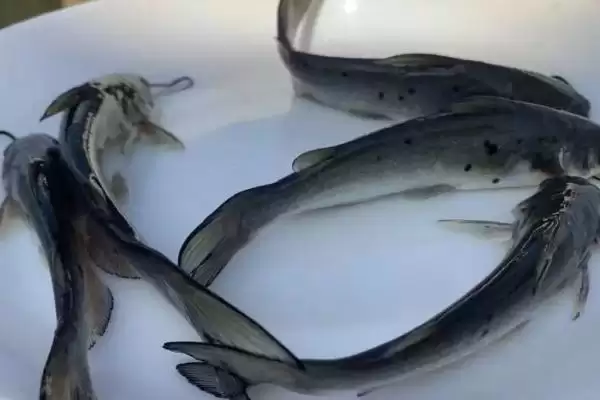 叉尾鮰鱼的价格是多少钱一斤呢,叉尾鮰鱼的价格插图3 叉尾鮰鱼的价格是多少钱一斤呢,叉尾鮰鱼的价格插图3