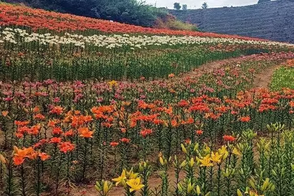 百合花基本介绍,百合花是怎样的常见观赏植物插图2