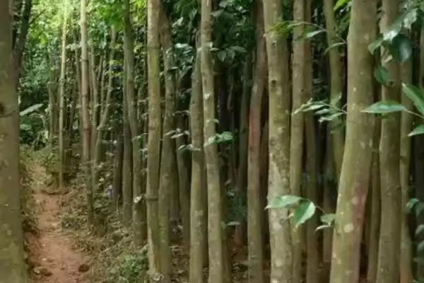 沉香树是一种怎样的植物呢,沉香树是什么植物插图2
