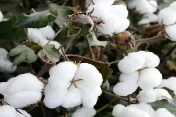 生育期120天周棉8号棉花品种特性全面大揭秘插图1 生育期120天周棉8号棉花品种特性全面大揭秘插图1