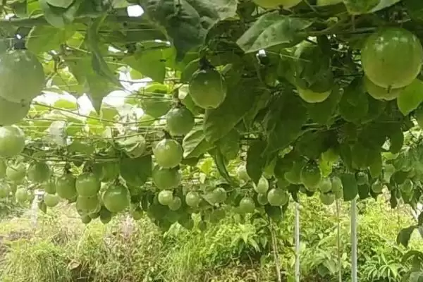 百香果广泛种植地,百香果在哪些热带亚热带地区广植插图2