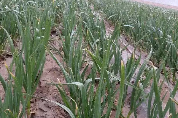 大蒜返青期如何进行管理,大蒜返青期管理办法插图3 大蒜返青期如何进行管理,大蒜返青期管理办法插图3