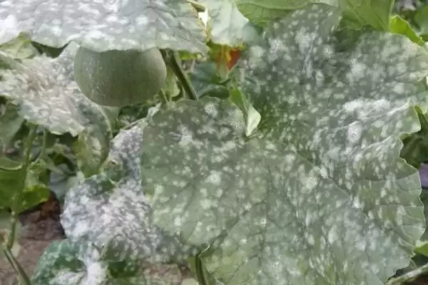 冬瓜白粉病的防治方法,冬瓜白粉病的防治方法应选抗病品种吗插图3 冬瓜白粉病的防治方法,冬瓜白粉病的防治方法应选抗病品种吗插图3