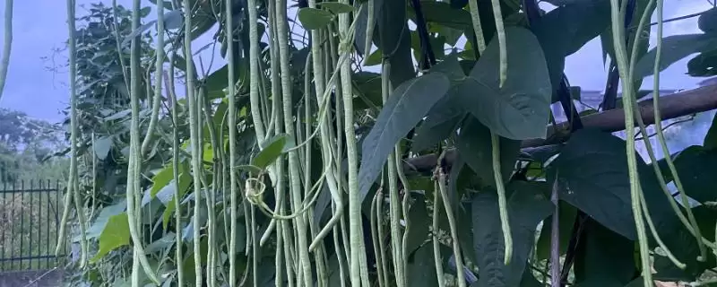 秋豆角在北方通常何时进行种植?-会东网