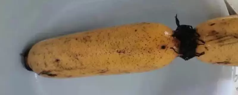 粉藕和脆藕区别,粉藕和脆藕有哪些方面的区别插图 粉藕和脆藕区别,粉藕和脆藕有哪些方面的区别插图
