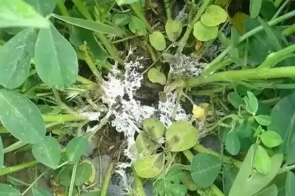 花生常见虫害蛴螬棉铃虫蚜虫类型全解析插图11 花生常见虫害蛴螬棉铃虫蚜虫类型全解析插图11