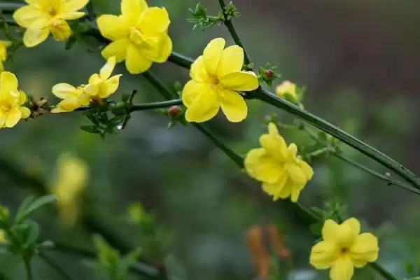 冬天迎春花的耐寒情况,冬天室外的迎春花会被冻死吗插图2 冬天迎春花的耐寒情况,冬天室外的迎春花会被冻死吗插图2