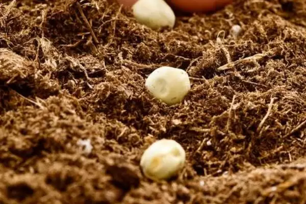 种植豌豆南方何时播种及方法?插图3 种植豌豆南方何时播种及方法?插图3