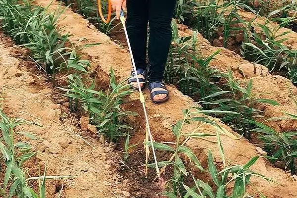 大姜死棵严重如何进行防治,大姜死棵严重怎么防治插图3 大姜死棵严重如何进行防治,大姜死棵严重怎么防治插图3