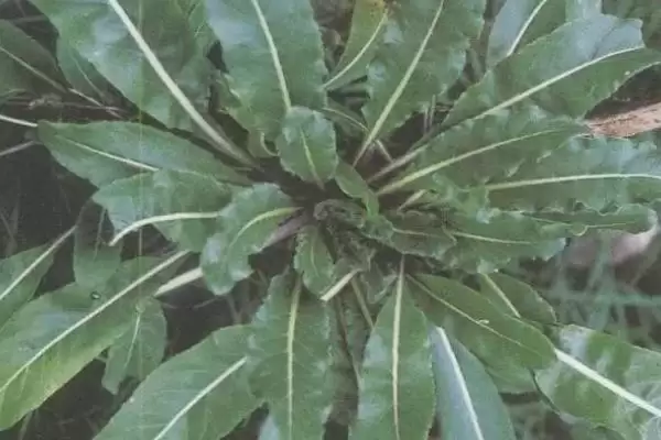 大青叶是一种怎样的植物,大青叶是什么植物插图1 大青叶是一种怎样的植物,大青叶是什么植物插图1