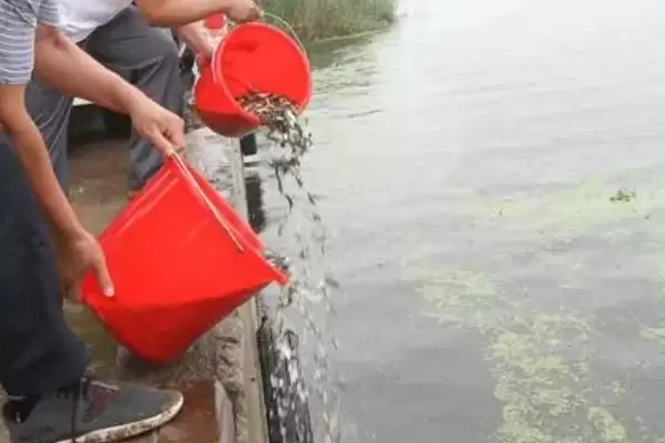 草鱼的养殖技术和方法有哪些呢,草鱼的养殖技术插图2 草鱼的养殖技术和方法有哪些呢,草鱼的养殖技术插图2