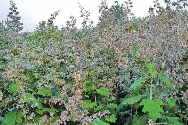 防除博落回除草剂,防除博落回可用哪些除草剂种类插图3 防除博落回除草剂,防除博落回可用哪些除草剂种类插图3