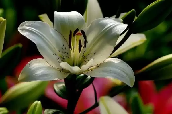 百合花的寓意,百合花具有哪些寓意象征插图3