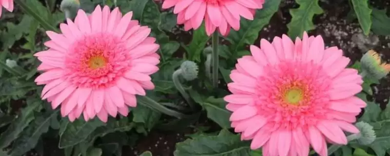 非洲菊品种种类,非洲菊主要有哪些品种种类插图 非洲菊品种种类,非洲菊主要有哪些品种种类插图