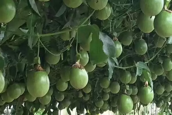 百香果种植技术,百香果的种植技术有哪些插图1 百香果种植技术,百香果的种植技术有哪些插图1