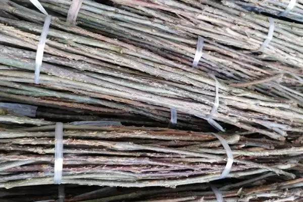 蝉卵的孵化方法和步骤是怎样呢,蝉卵怎么孵化插图3 蝉卵的孵化方法和步骤是怎样呢,蝉卵怎么孵化插图3