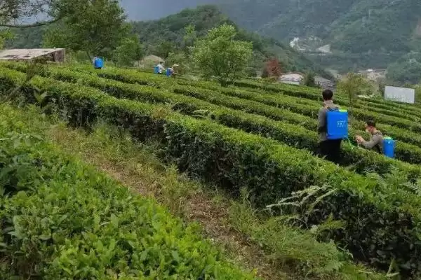 茶叶树冻后如何进行恢复呢,茶叶树冻后如何恢复插图1 茶叶树冻后如何进行恢复呢,茶叶树冻后如何恢复插图1