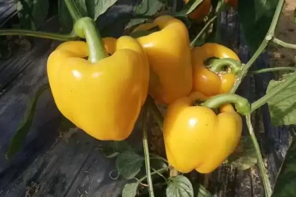 彩椒的种植方法和要点有哪些呢,彩椒怎么种插图3 彩椒的种植方法和要点有哪些呢,彩椒怎么种插图3