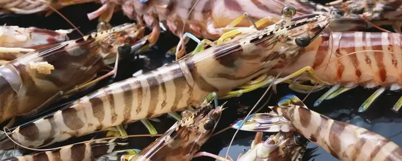 东方对虾的产地范围,东方对虾的产地主产于哪些海域插图 东方对虾的产地范围,东方对虾的产地主产于哪些海域插图