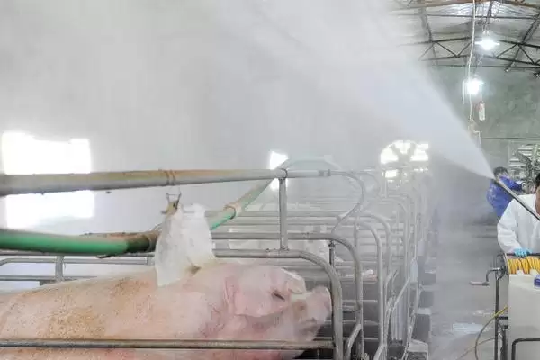 非瘟猪场消毒措施,非瘟猪场应如何进行消毒工作插图1 非瘟猪场消毒措施,非瘟猪场应如何进行消毒工作插图1