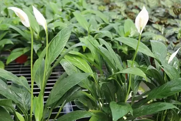 白掌的分株时间,白掌在什么时候分株比较好插图2 白掌的分株时间,白掌在什么时候分株比较好插图2