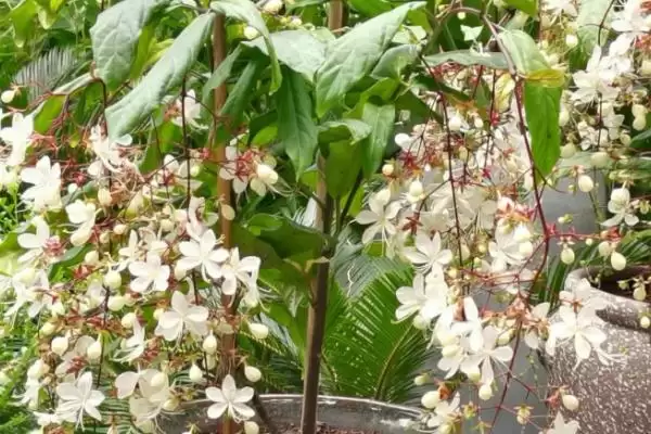 垂丝茉莉叶片发黑是什么原因呢,垂丝茉莉叶片发黑的原因插图1 垂丝茉莉叶片发黑是什么原因呢,垂丝茉莉叶片发黑的原因插图1