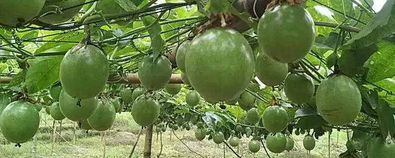 百香果种植前景,百香果未来的种植前景如何插图 百香果种植前景,百香果未来的种植前景如何插图