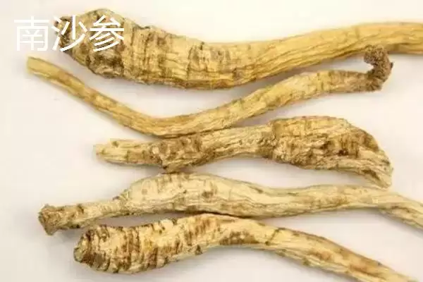 北沙参和南沙参有哪些方面的区别呢,北沙参和南沙参有什么区别插图4 北沙参和南沙参有哪些方面的区别呢,北沙参和南沙参有什么区别插图4