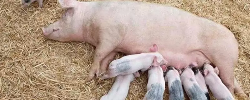 让母猪不咬小猪有哪些有效方法？-会东网
