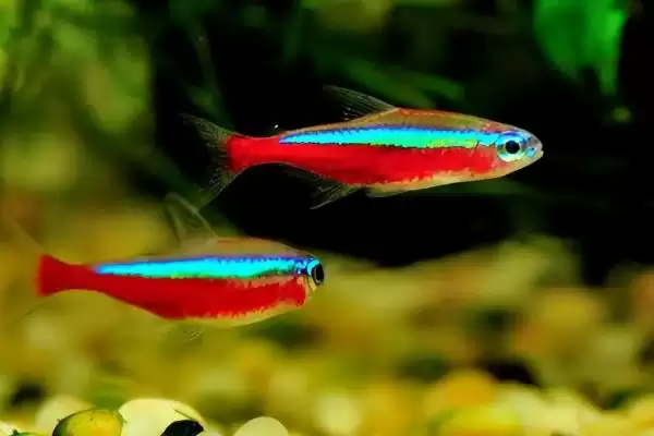 灯鱼养殖的打氧情况,灯鱼要不要进行打氧的操作插图1 灯鱼养殖的打氧情况,灯鱼要不要进行打氧的操作插图1