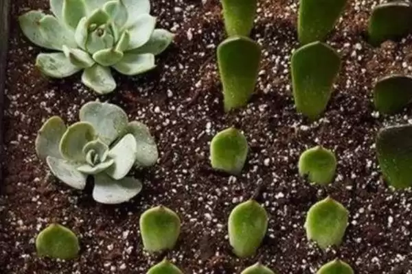 多肉植物叶片生根时间,多肉植物叶片多久可以生根抽芽时间插图1 多肉植物叶片生根时间,多肉植物叶片多久可以生根抽芽时间插图1