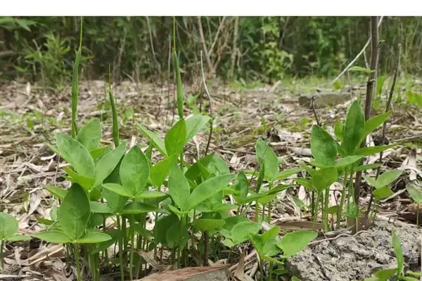 半夏的主要产地在哪些地方呢,半夏的主要产地在哪里插图2 半夏的主要产地在哪些地方呢,半夏的主要产地在哪里插图2