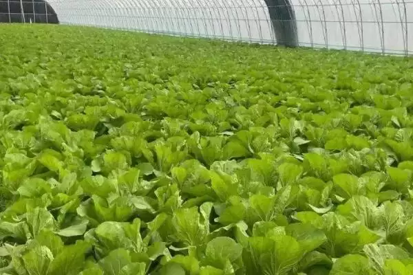 大白菜育苗移栽的技术是怎样,大白菜育苗移栽技术插图4 大白菜育苗移栽的技术是怎样,大白菜育苗移栽技术插图4