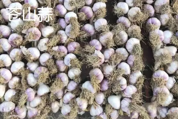 大蒜有哪些品种及如何选择,大蒜品种介绍插图5 大蒜有哪些品种及如何选择,大蒜品种介绍插图5