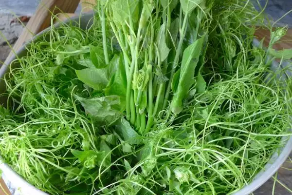 常见的野菜有哪些种类和名称呢,常见的野菜插图21 常见的野菜有哪些种类和名称呢,常见的野菜插图21