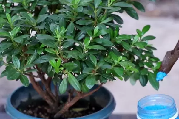 杜鹃花花期的养护方法,杜鹃花的花期如何进行养护管理插图5 杜鹃花花期的养护方法,杜鹃花的花期如何进行养护管理插图5