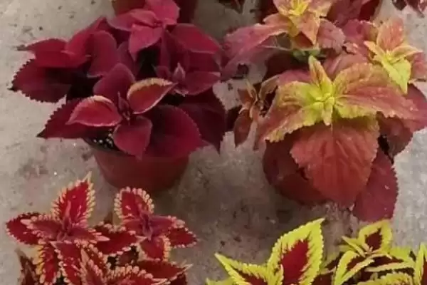 彩叶草的摘心方式和方法是怎样呢,彩叶草的摘心方式插图2 彩叶草的摘心方式和方法是怎样呢,彩叶草的摘心方式插图2