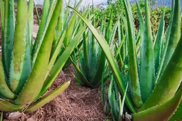 不用勤浇水的室内盆栽植物有哪些,不用勤浇水的省心室内盆栽植物插图3 不用勤浇水的室内盆栽植物有哪些,不用勤浇水的省心室内盆栽植物插图3