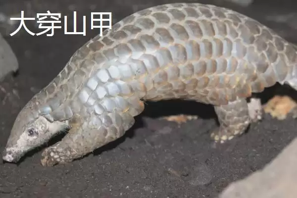 穿山甲有哪些不同的品种呢,穿山甲的品种插图1 穿山甲有哪些不同的品种呢,穿山甲的品种插图1
